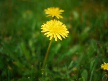 Dandelion in lawn