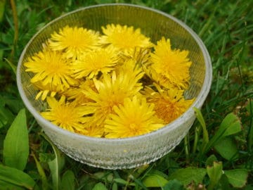 dandelions in a glass bowl