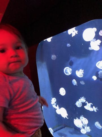 Oklahoma Aquarium, baby watching jelly fish