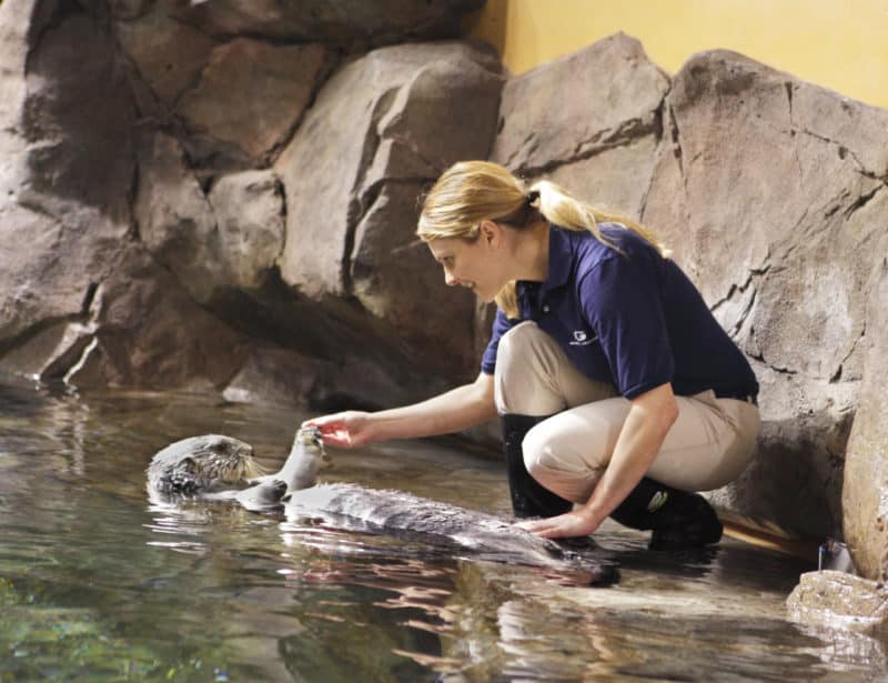 Seat otter with trainer at Georgia Aquarium
